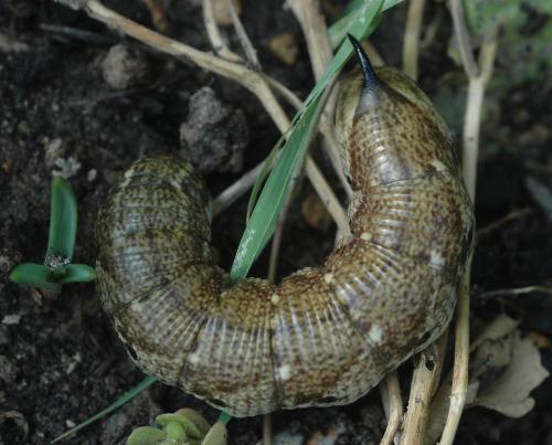 Réf. 265 858 : Agrius convolvuli
